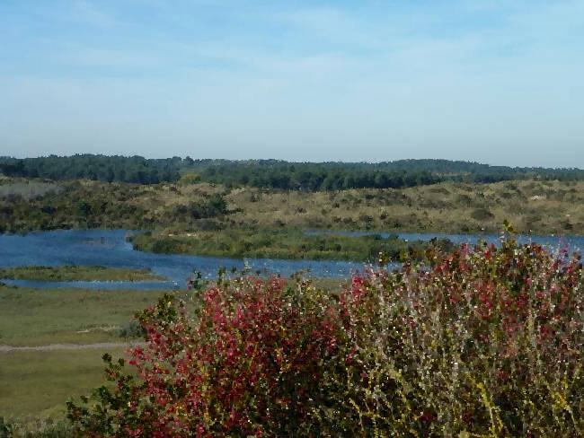 Bos en duinen bij Zandvoort